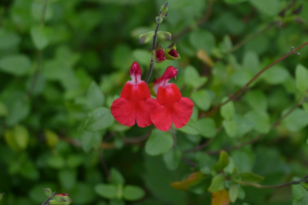 Salvia microphylla 'Hot Lips' flowers. Lamiaceae perennial plats. Small, two-tone red and white lip-shaped flowers bloom from early summer to autumn.の写真素材