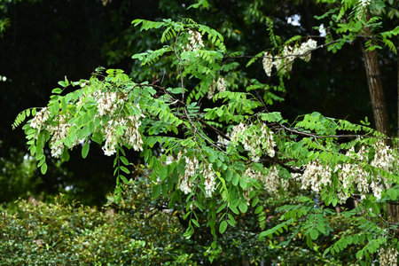 Black locust flowers. Fabaceae deciduous tree. The white, butterfly-shaped flowers give off a sweet fragrance and are a nectar source that attracts honeybees and other insects.の写真素材