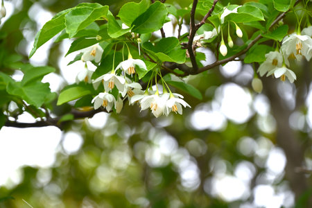 Snowbell flowers. Deciduous tree. White or pink bell-shaped flowers hang down in early summer.の写真素材