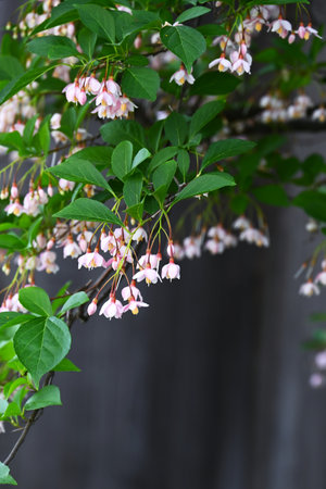 Japanese snowbell flowers. Styracaceae deciduous tree. White or pink bell-shaped flowers hang down in early summer.の写真素材