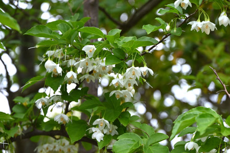 Japanese snowbell ( Styrax japonica ) flowers. Styracaceae deciduous tree. White or pink bell-shaped flowers hang down in early summer. The bark is poisonous.の写真素材