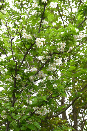 Japanese snowbell flowers. Styracaceae deciduous tree. White or pink bell-shaped flowers hang down in early summer.の写真素材