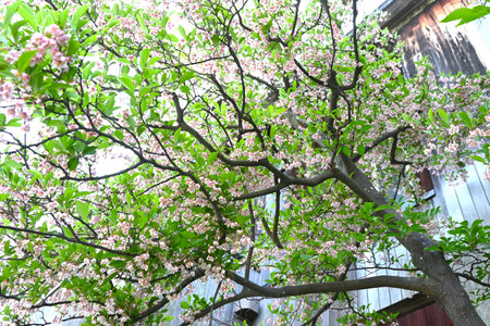 Japanese snowbell ( Styrax japonica ) flowers. Styracaceae deciduous tree. White or pink bell-shaped flowers hang down in early summer. The bark is poisonous.の写真素材