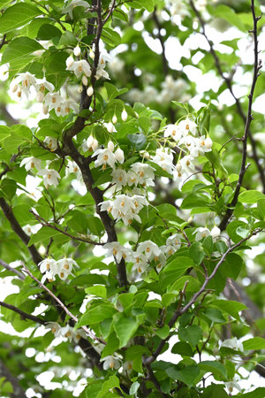 Japanese snowbell flowers. Styracaceae deciduous tree. White or pink bell-shaped flowers hang down in early summer.の写真素材