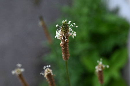 English plantain (Plantago lanceolata) flowers. Plantaginaceae herb. The flowers bloom in spikes from spring to summer and are edible and medicinal.の写真素材