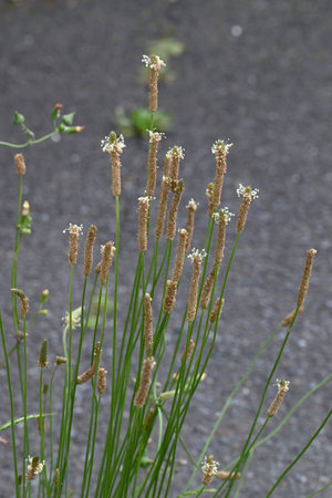 English plantain (Plantago lanceolata) flowers. Plantaginaceae herb. The flowers bloom in spikes from spring to summer and are edible and medicinal.の写真素材