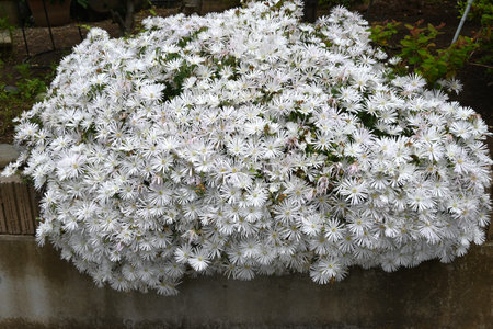 Trailing ice plant (Lampranthus spectabilis) white flowers. Perennial succulent plants. Native to South Africa, it shines white in early summer and is called jewel of the desert.の写真素材