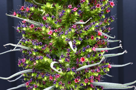 Echium wildpretii flowers. A plant of the Boraginaceae family native to the Canary Islands of Spain. The small red flowers that bloom in spiral shape are called Towers of jewels.の写真素材