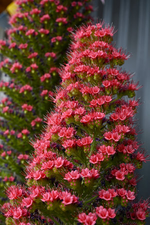 Echium wildpretii flowers. A plant of the Boraginaceae family native to the Canary Islands of Spain. The small red flowers that bloom in spiral shape are called Towers of jewels.の写真素材