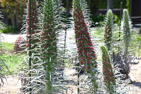 Echium wildpretii flowers. A plant of the Boraginaceae family native to the Canary Islands of Spain. The small red flowers that bloom in spiral shape are called Towers of jewels.の写真素材