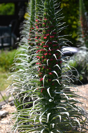Echium wildpretii flowers. A plant of the Boraginaceae family native to the Canary Islands of Spain. The small red flowers that bloom in spiral shape are called Towers of jewels.の写真素材