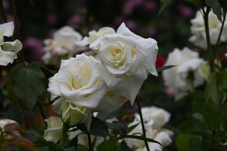Roses in full bloom in the rose garden. In early summer, the roses bloom and give off a fragrant scent that will take your breath away.の写真素材