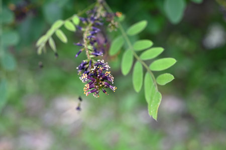 Desert false indigo flowers. Fabaceae deciduous produces black-brown racemes from April to July. The roots have strong fixing power and are used for greening slopes.の写真素材