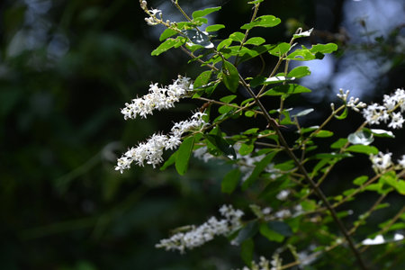 Ligustrum vulgare ( Privet ) flowers.Oleaceae Semi-evergreen shrub. Small funnel-shaped fragrant white flowers bloom in panicles with four lobes in early summer.の写真素材