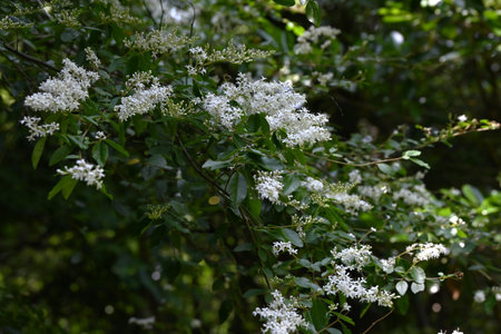 Ligustrum vulgare ( Privet ) flowers. Oleaceae Semi-evergreen shrub. Small funnel-shaped fragrant white flowers bloom in panicles with four lobes in early summer.の写真素材