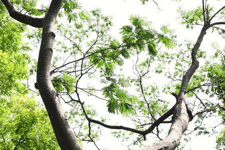 Silk tree. Fabaceae deciduous tree. When it gets dark at night, the leaves close and act as a sleep...