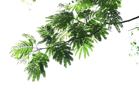 Silk tree. Fabaceae deciduous tree. When it gets dark at night, the leaves close and act as a sleep stimulant. The bark contains tannins and has medicinal properties.の写真素材