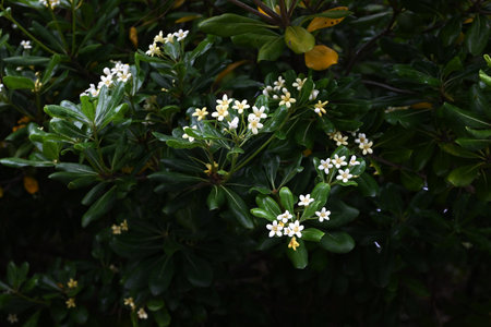 Japanese Tobira flowers. Pittosporaceae dioecious evergreen shrub. The five-petaled fragrant white flowers bloom in early summer and eventually turn pale yellow.の写真素材