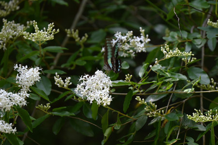 Ligustrum vulgare ( Privet ) flowers.Oleaceae Semi-evergreen shrub. Small funnel-shaped fragrant white flowers bloom in panicles with four lobes in early summer.の写真素材