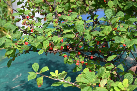 Downy cherry (Prunus tomentosa) berries. Rosaceae deciduous fruit shrub. Small round berries are produced in June and are edible when ripe and red.の写真素材