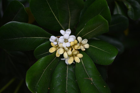 Japanese Tobira flowers. Pittosporaceae dioecious evergreen shrub. The five-petaled fragrant white flowers bloom in early summer and eventually turn pale yellow.の写真素材