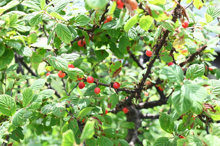 Downy cherry (Prunus tomentosa) berries. Rosaceae deciduous fruit shrub. Small round berries are produced in June and are edible when ripe and red.の写真素材