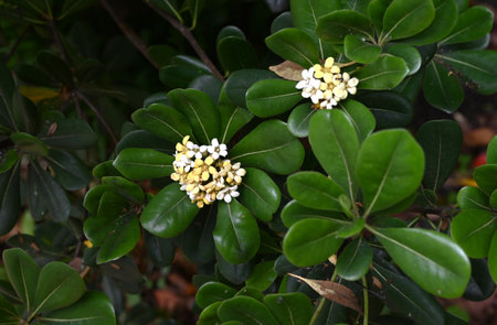 Japanese Tobira flowers. Pittosporaceae dioecious evergreen shrub. The five-petaled fragrant white flowers bloom in early summer and eventually turn pale yellow.の写真素材
