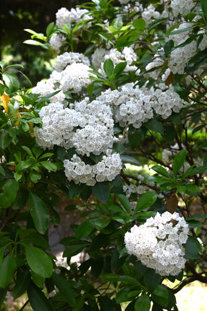 Kalmia latifolia flowers. Ericaceae evergreen shrub. White or pink pentagonal, dish-shaped flowers bloom in early summer.の写真素材