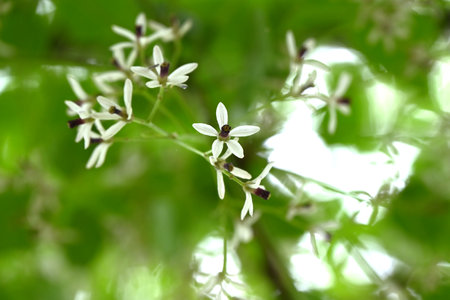 Chinaberry (Melia azedarach) flowers. Deciduous tree. Pale purple five-petal flowers bloom in early summer. It is also a medicinal plant.の写真素材