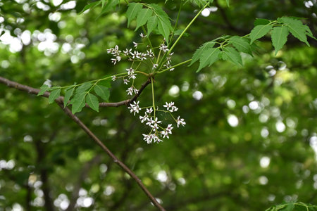 Pale purple five-petal flowers bloom in early summer. It is also a medicinal plant.の写真素材
