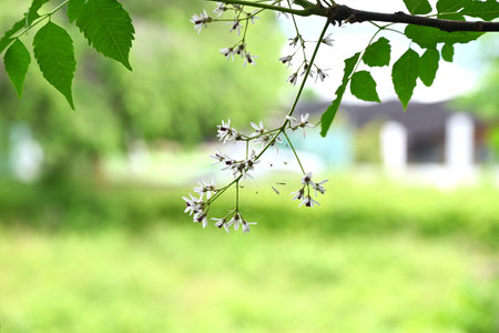 Chinaberry ( Melia azedarach ) flowers. Meliaceae deciduous tree. Pale purple five-petal flowers bloom in early summer. It is also a medicinal plant.の写真素材