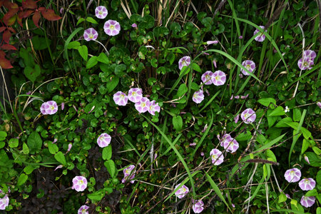 Seashore false bindweed ( Calystegia soldanella ) flowers. Convolvulaceae perennial creeping seaside plant. Pale pink flowers bloom in early summer.の写真素材