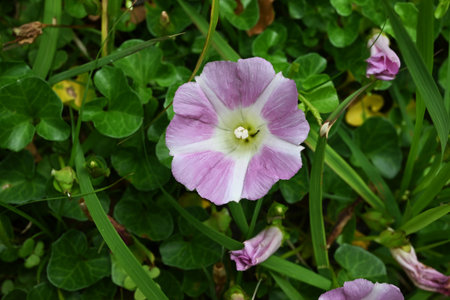 Seashore false bindweed ( Calystegia soldanella ) flowers. Convolvulaceae perennial creeping seaside...