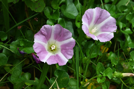 Seashore false bindweed ( Calystegia soldanella ) flowers. Convolvulaceae perennial creeping seaside plant. Pale pink flowers bloom in early summer.の写真素材