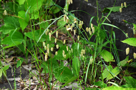 Big quaking grass (Briza maxima) flowers. Poaceae annual plants. In summer, it forms a panicle with egg-shaped spikelets at the top of the stem.の写真素材