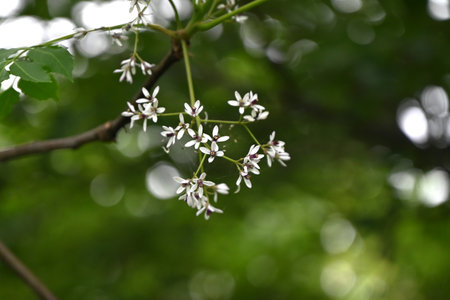 Chinaberry ( Melia azedarach ) flowers. Meliaceae deciduous tree. Pale purple five-petal flowers bloom in early summer. It is also a medicinal plant.の写真素材