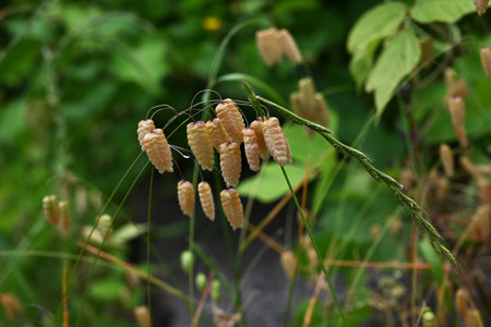 Big quaking grass (Briza maxima) flowers. Poaceae annual plants. In summer, it forms a panicle with egg-shaped spikelets at the top of the stem.の写真素材