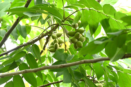 Japanese walnut (Juglans mandshurica) fruits. Juglandaceae deciduous tree. The oval fruit (Drupe) is densely hairy and edible and medicinal when ripe.の写真素材