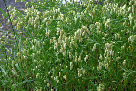 Big quaking grass (Briza maxima) flowers. Poaceae annual plants. In summer, it forms a panicle with egg-shaped spikelets at the top of the stem.の写真素材