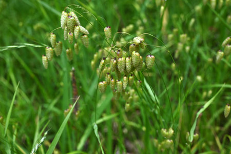 Big quaking grass (Briza maxima) flowers. Poaceae annual plants. In summer, it forms a panicle with egg-shaped spikelets at the top of the stem.の写真素材