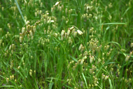 Big quaking grass (Briza maxima) flowers. Poaceae annual plants. In summer, it forms a panicle with egg-shaped spikelets at the top of the stem.の写真素材