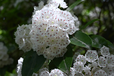 Kalmia latifolia flowers. Ericaceae evergreen shrub. White or pink pentagonal, dish-shaped flowers bloom in early summer.の写真素材