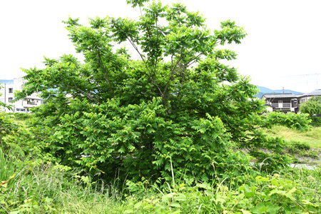 Japanese walnut (Juglans mandshurica) fruits. Juglandaceae deciduous tree. The oval fruit (Drupe) is densely hairy and edible and medicinal when ripe.の写真素材