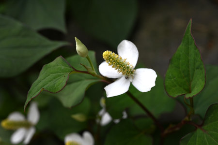 Fish mint flowers. In early summer, it produces four white bracts and a raceme of small flowers. It grows in the shade, has a unique odor, and is used as a herbal medicine.の写真素材