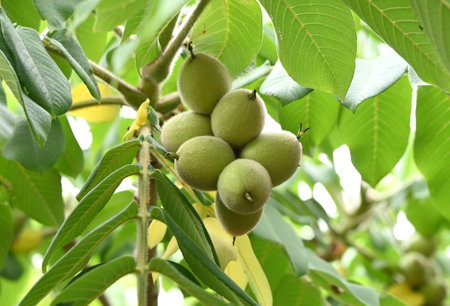 Japanese walnut (Juglans mandshurica) fruits. Juglandaceae deciduous tree. The oval fruit (Drupe) is densely hairy and edible and medicinal when ripe.の写真素材