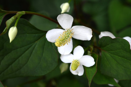 Fish mint flowers. In early summer, it produces four white bracts and a raceme of small flowers. It grows in the shade, has a unique odor, and is used as a herbal medicine.の写真素材