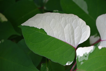 Japanese knotweed (Fallopia japonica) Variegated leaves. Polygonaceae. Young stems and leaves in spring are edible, and roots are used as herbal medicine.の写真素材