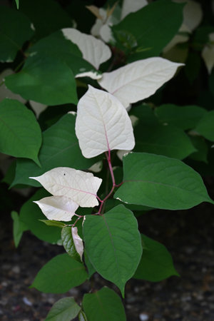 Japanese knotweed (Fallopia japonica) Variegated leaves. Polygonaceae. Young stems and leaves in spring are edible, and roots are used as herbal medicine.の写真素材