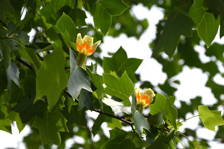 American tulip tree (Liriodendron tulipifera) flowers. Magnoliaceae deciduous tree. Upward-facing yellow-green flowers with orange markings bloom in early summer.の写真素材