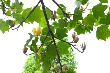 American tulip tree (Liriodendron tulipifera) flowers. Magnoliaceae deciduous tree. Upward-facing yellow-green flowers with orange markings bloom in early summer.の写真素材